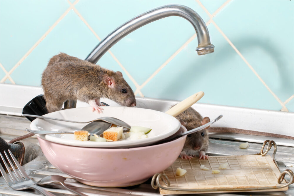 Professional Pest Control for Rats